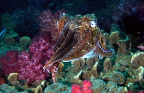 Birmanie - Mergui - 2018 - DSC02739 - Broadclub cuttlefish - Seiche - Sepia latimanus